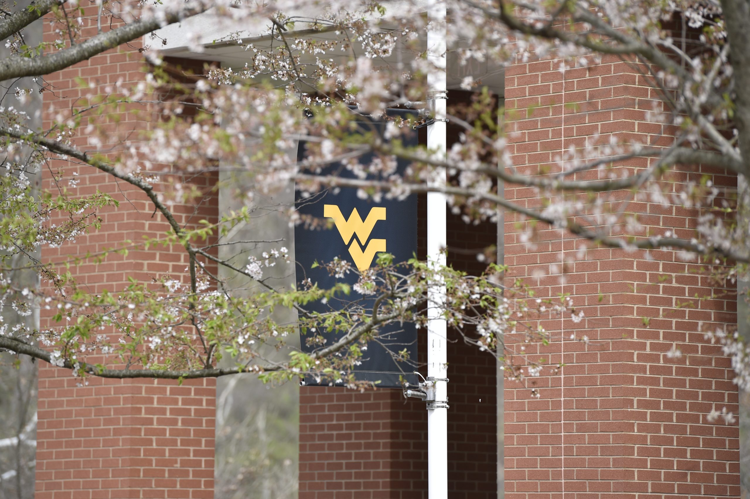 Media Resource: WVU expert addresses plant resiliency as seasons change ...